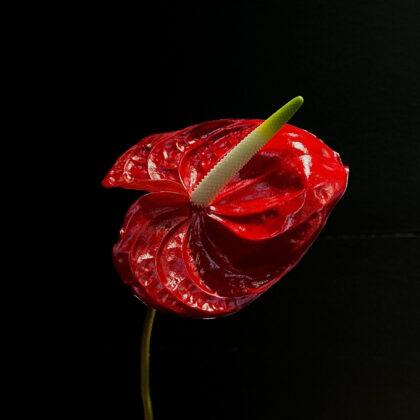 Red Anthurium