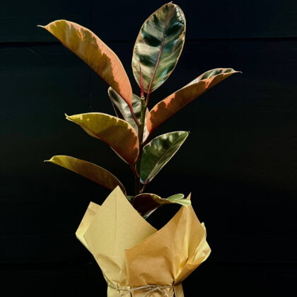 Ficus Elastica Belize