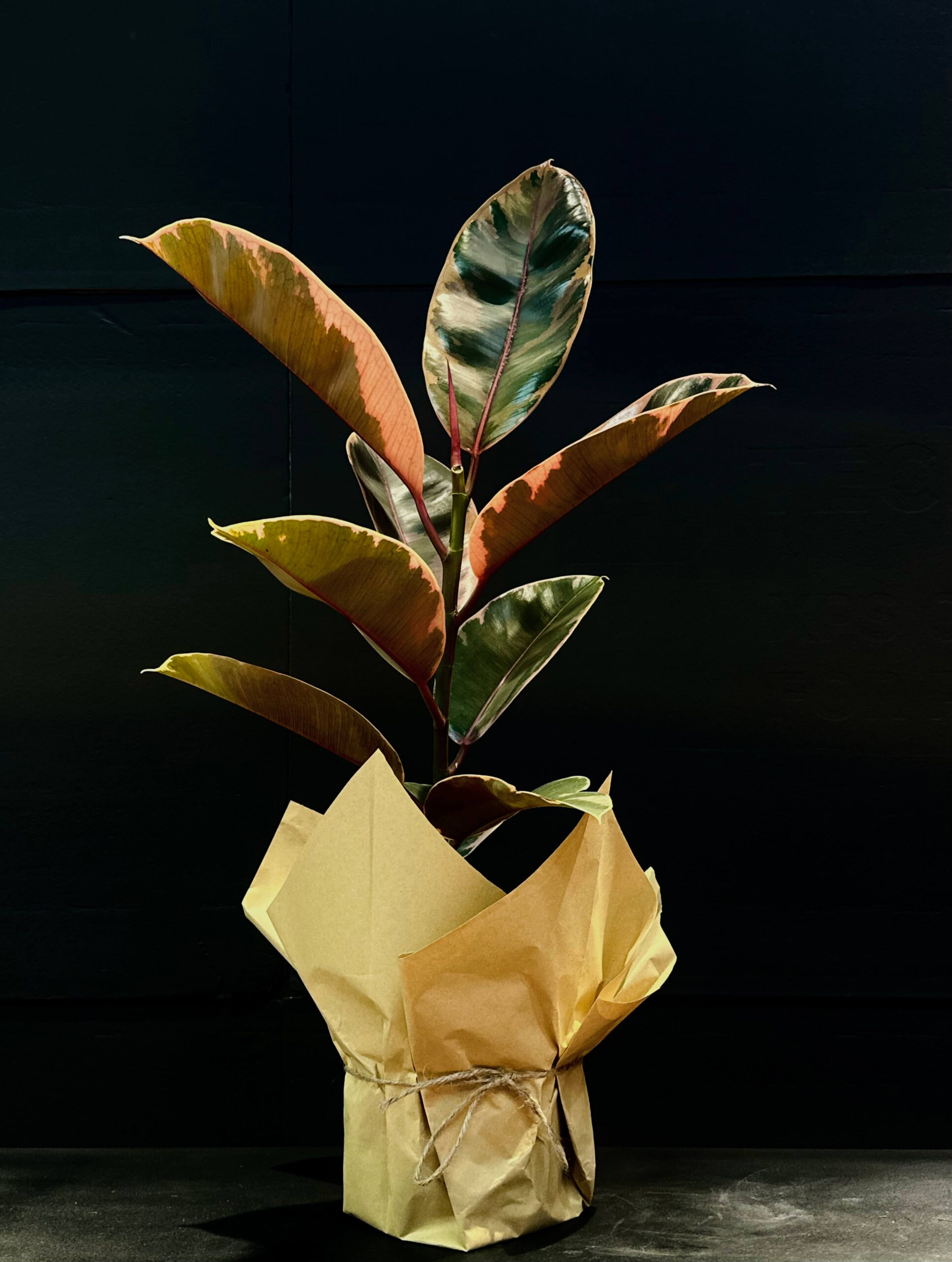 Ficus Elastica Belize
