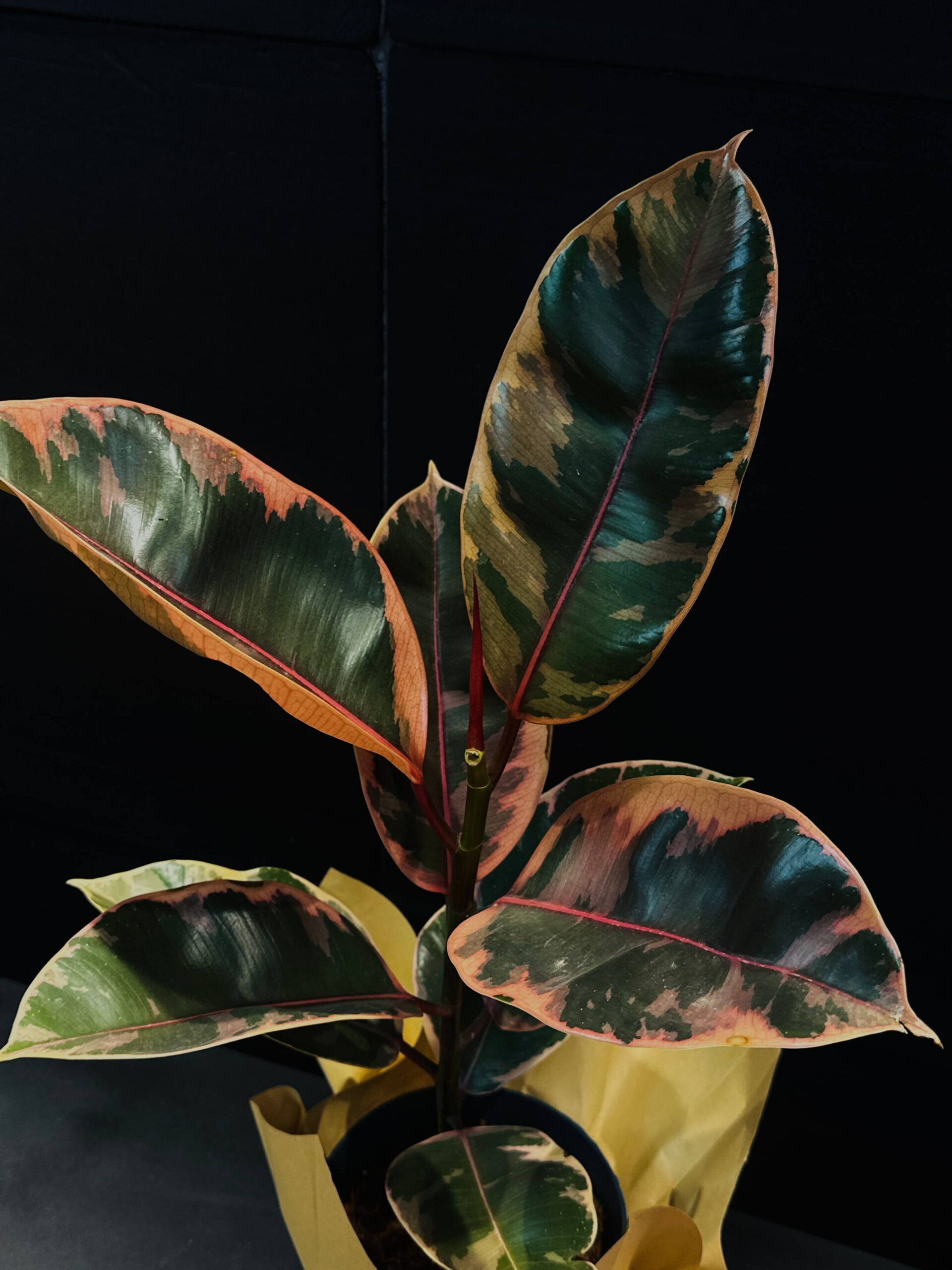 Ficus Elastica Belize - Image 2