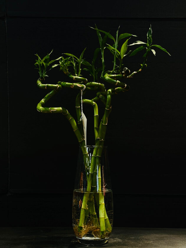 Բախտավոր բամբուկ (Lucky Bamboo)