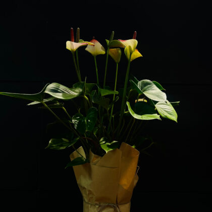 Anthurium Flamingo