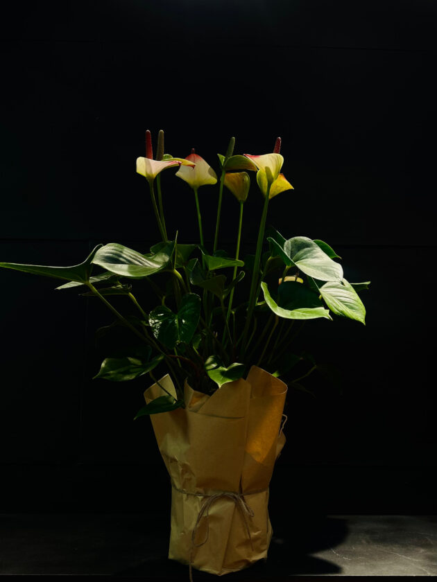 Անթուրիում "Ֆլամինգո" (Anthurium Flamingo)