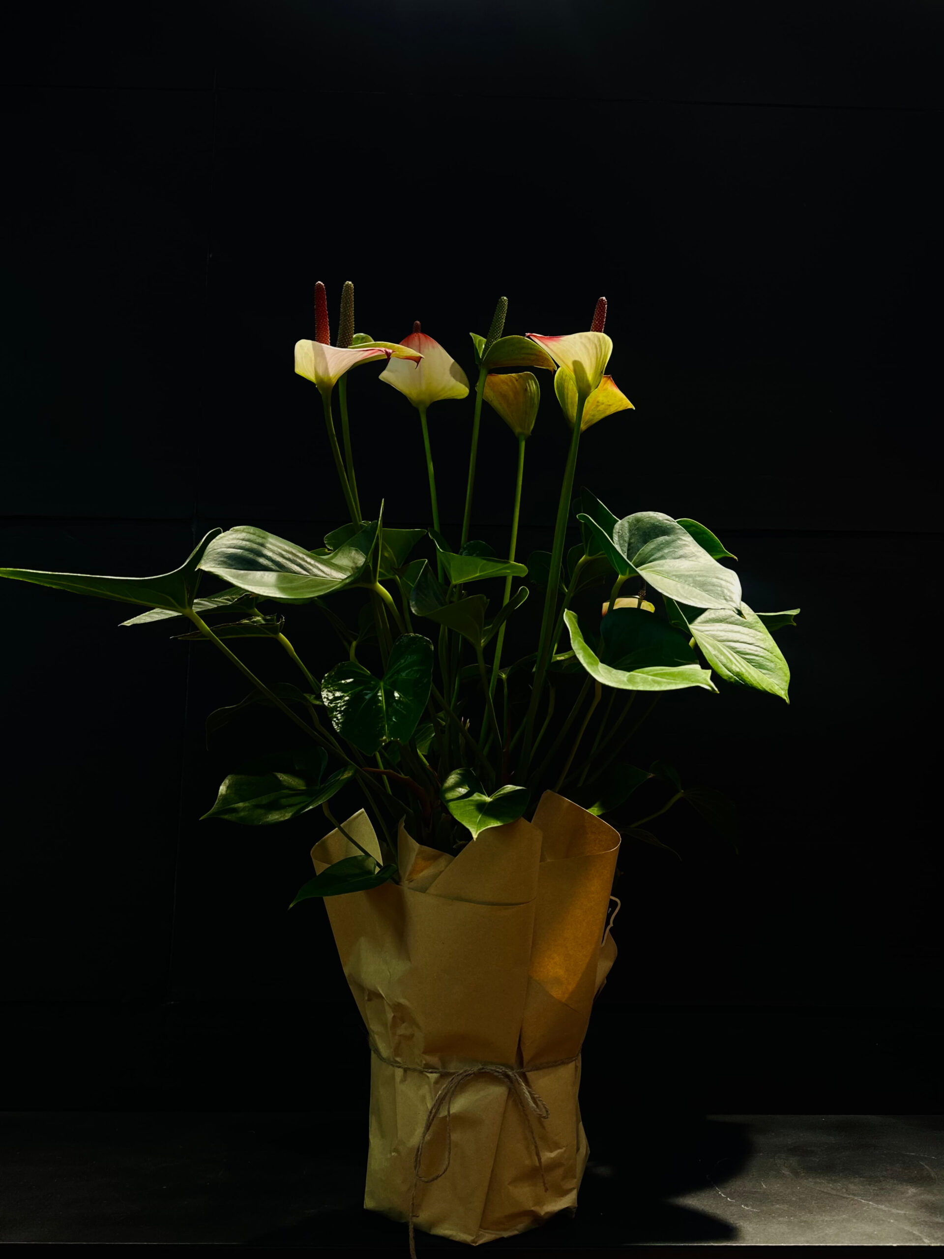 Անթուրիում "Ֆլամինգո" (Anthurium Flamingo)