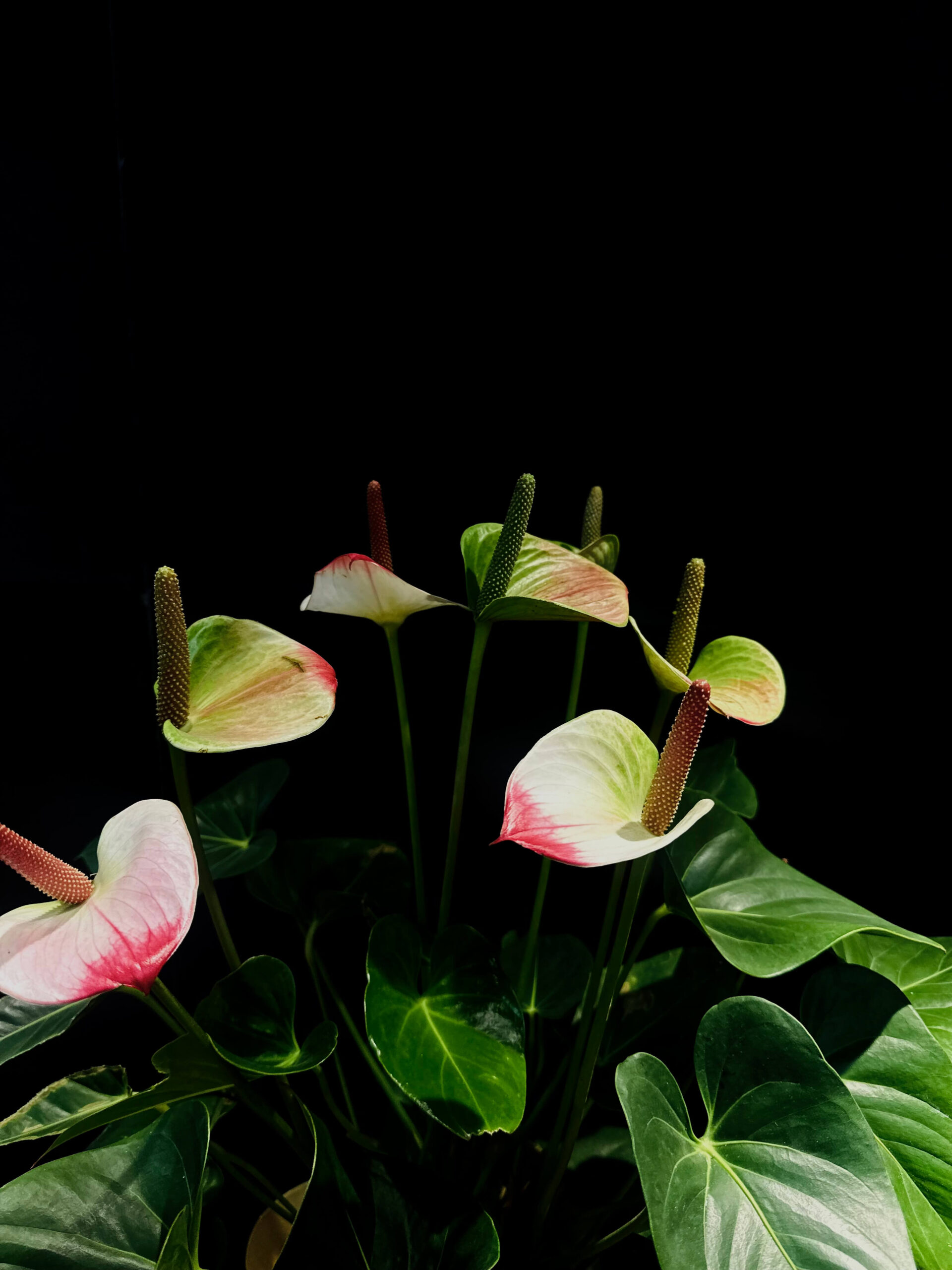 Անթուրիում "Ֆլամինգո" (Anthurium Flamingo) - Image 2