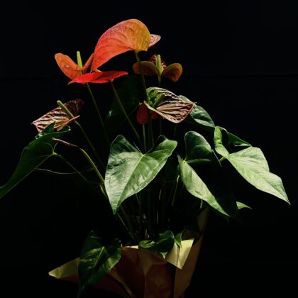 Anthurium