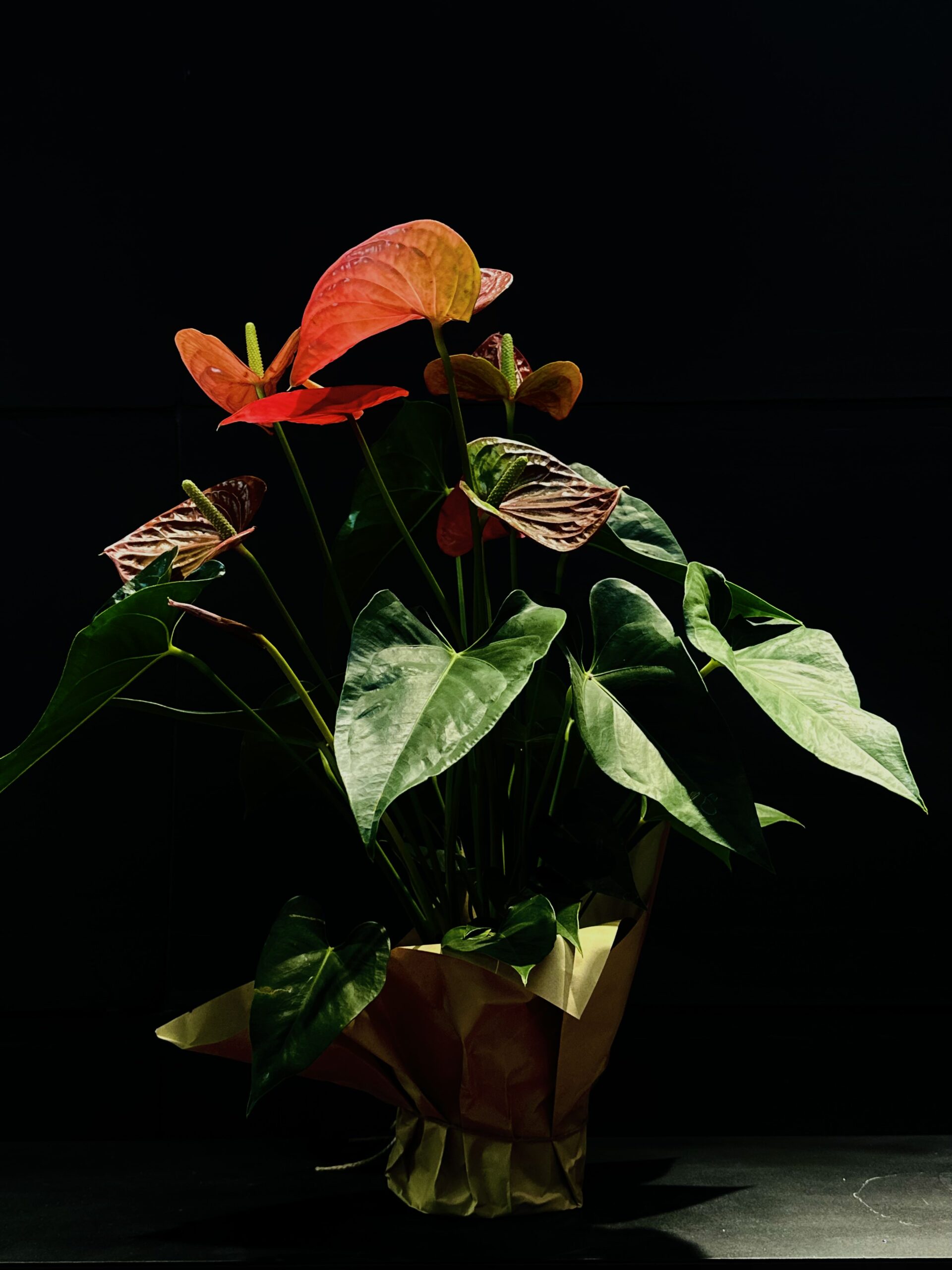 Անթուրիում (Anthurium)