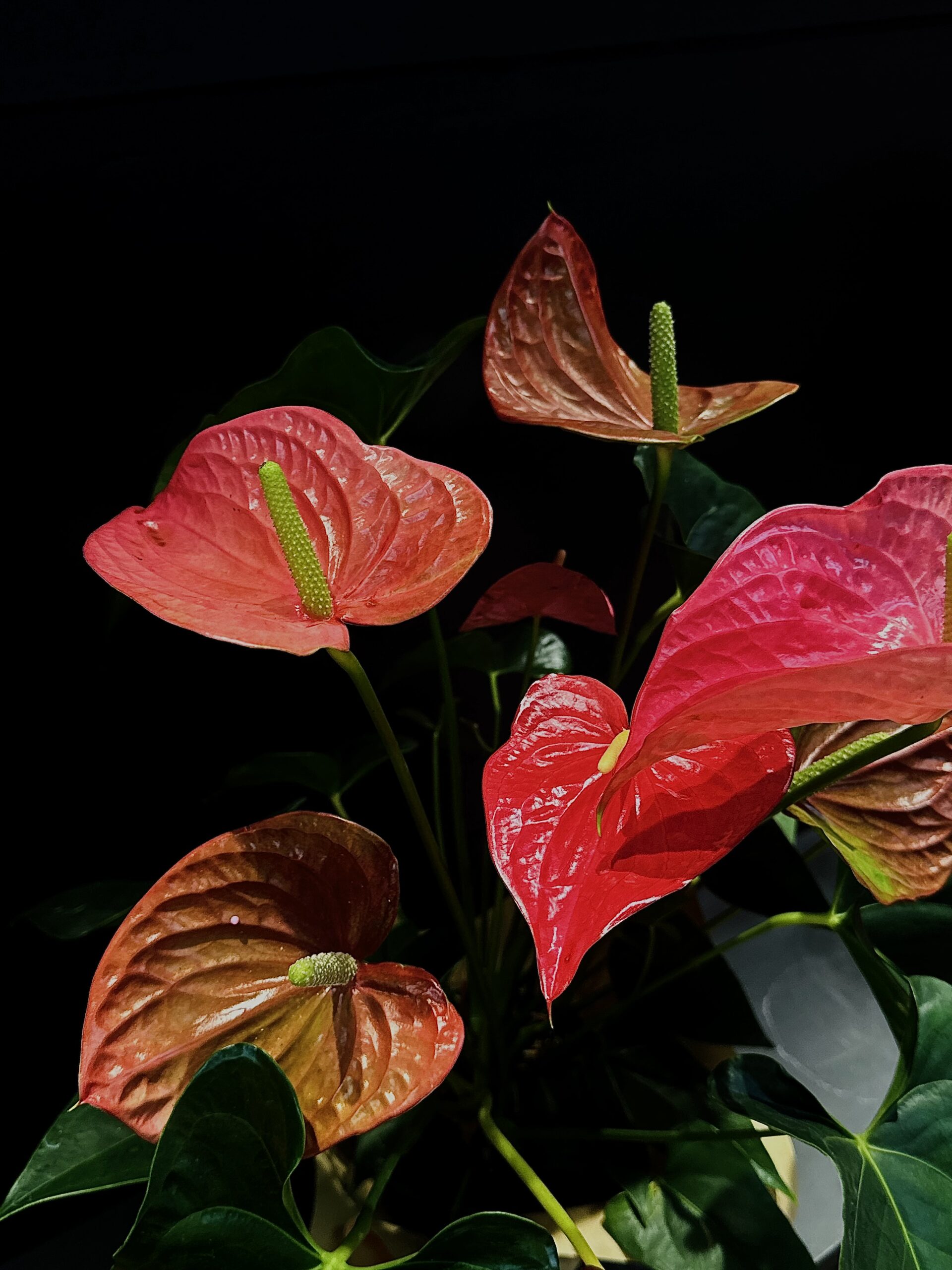 Անթուրիում (Anthurium) - Image 2