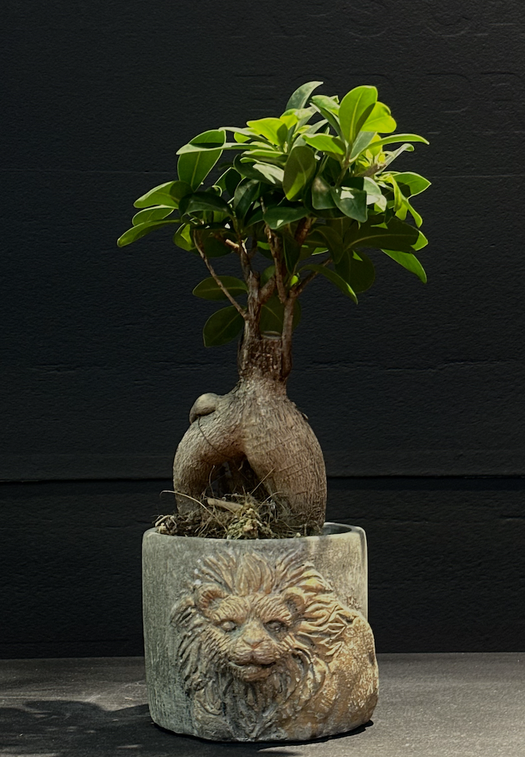 Գինսենգ Ֆիկուս Բոնսայ ծառ (Ginseng Ficus Bonsai Tree)