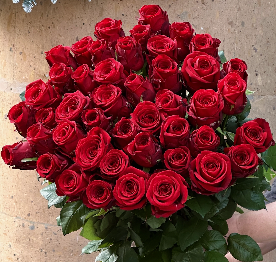 Red Holland Roses