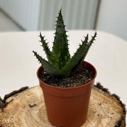 Aloe Succulent