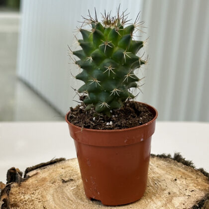 Cactus Mammilaria succulent