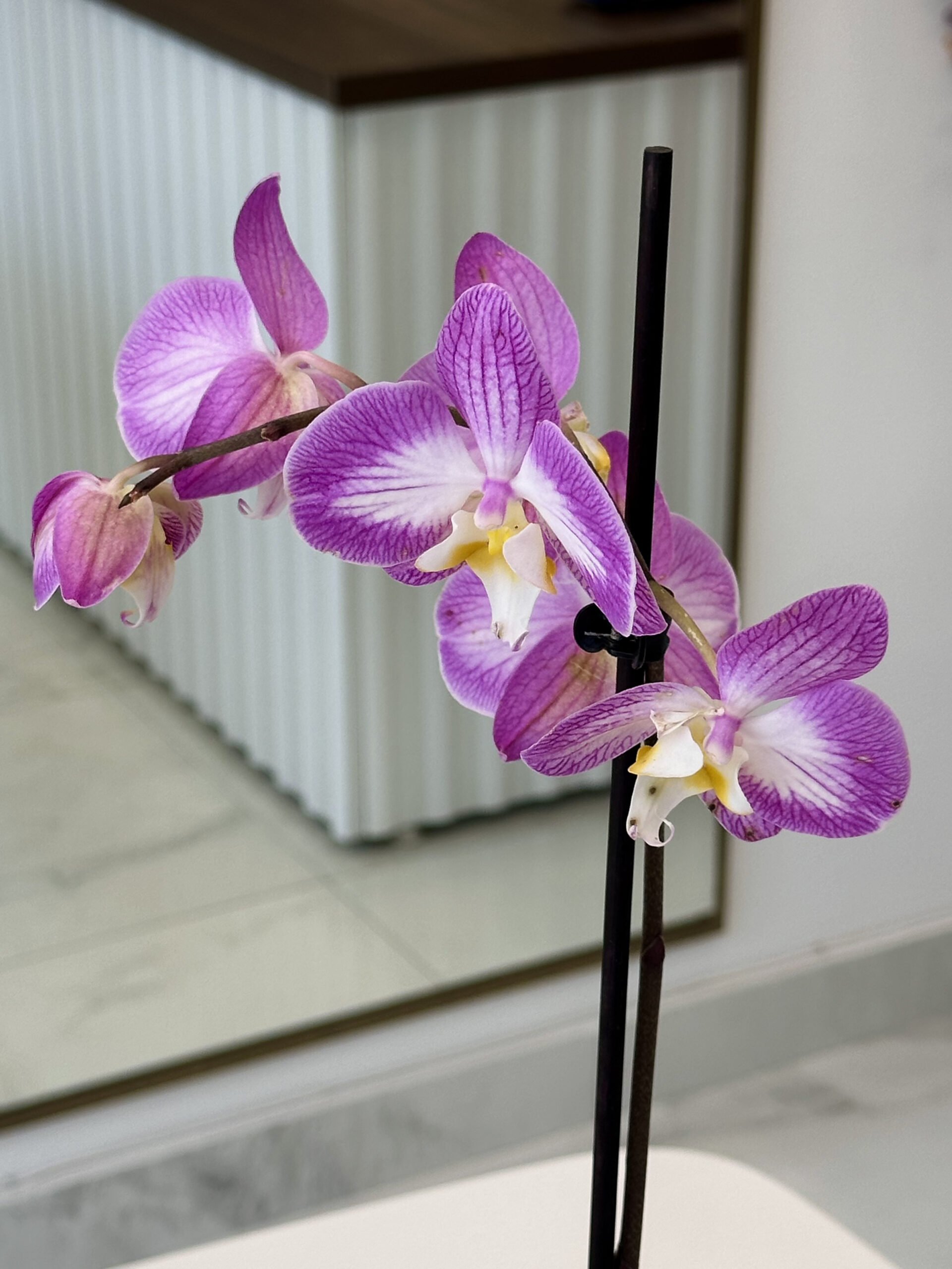 Orchid Phalaenopsis - Image 3