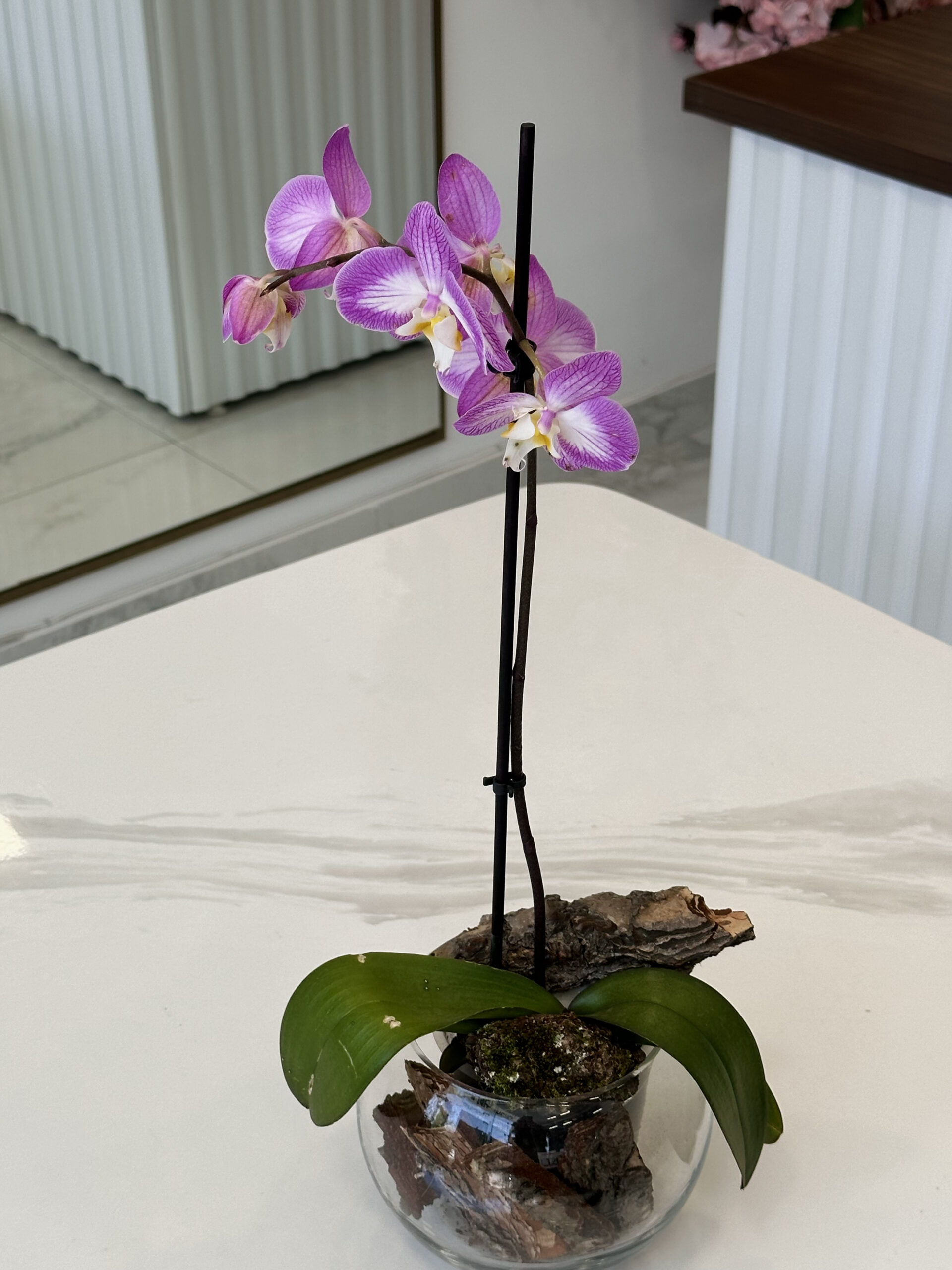 Orchid Phalaenopsis - Image 4