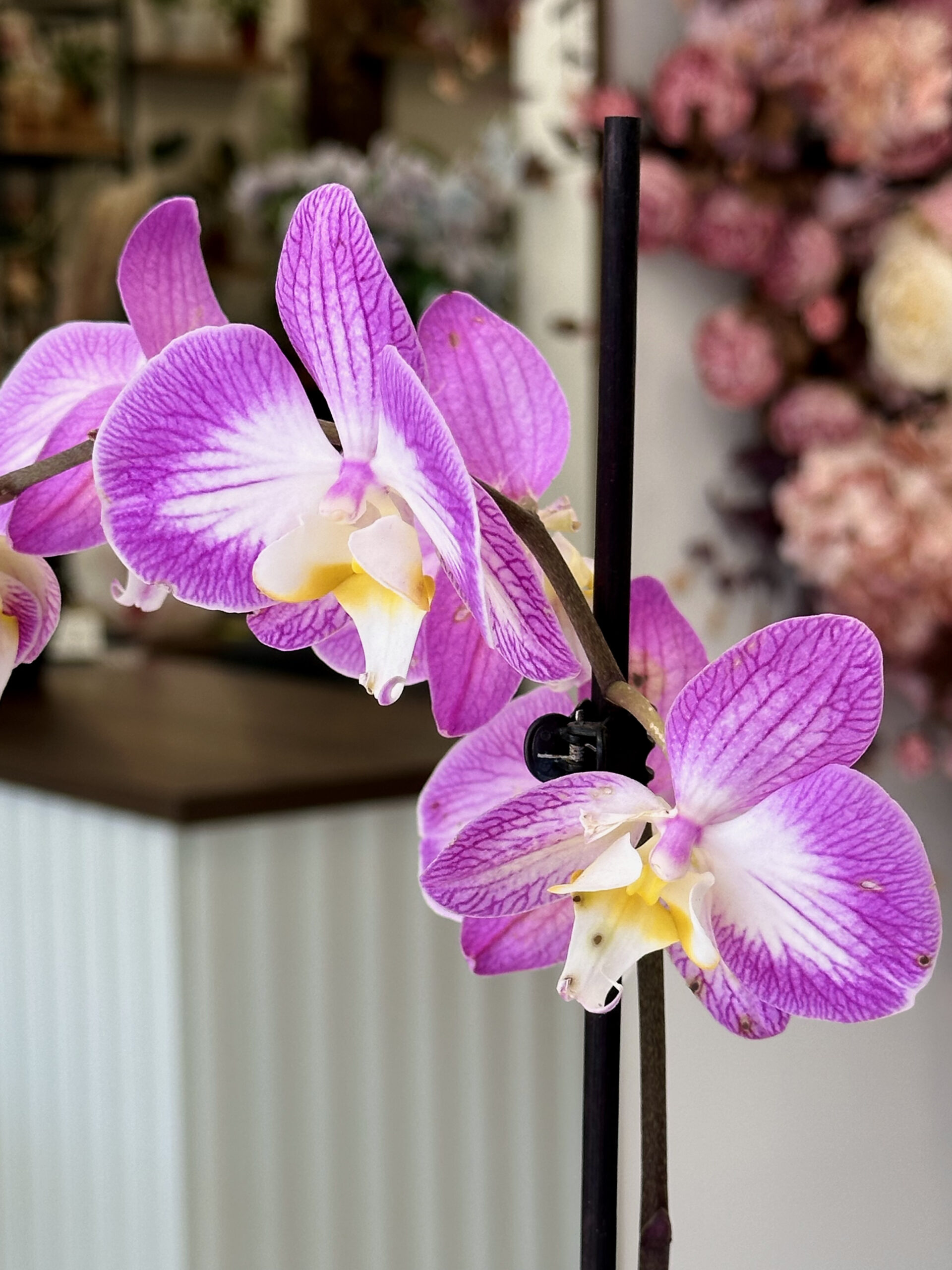 Orchid Phalaenopsis