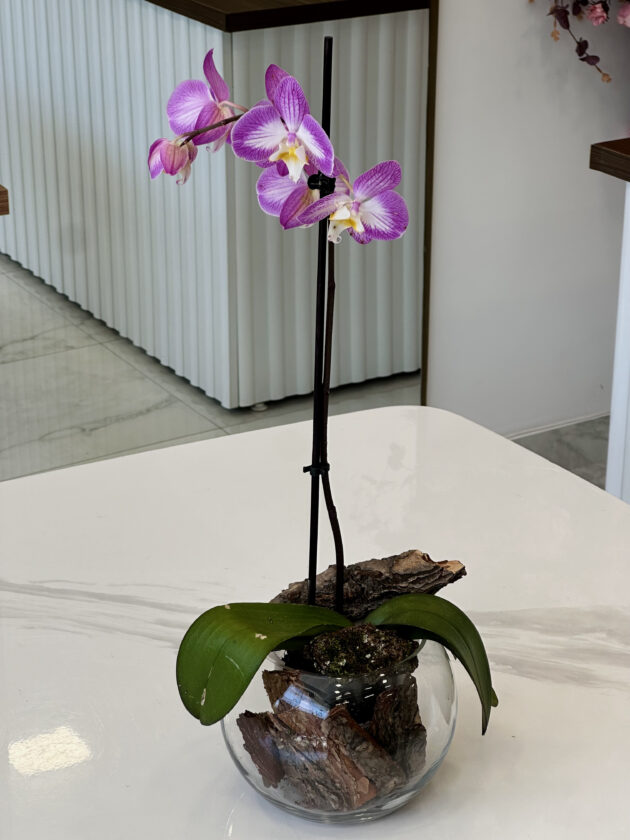 Orchid Phalaenopsis - Image 2