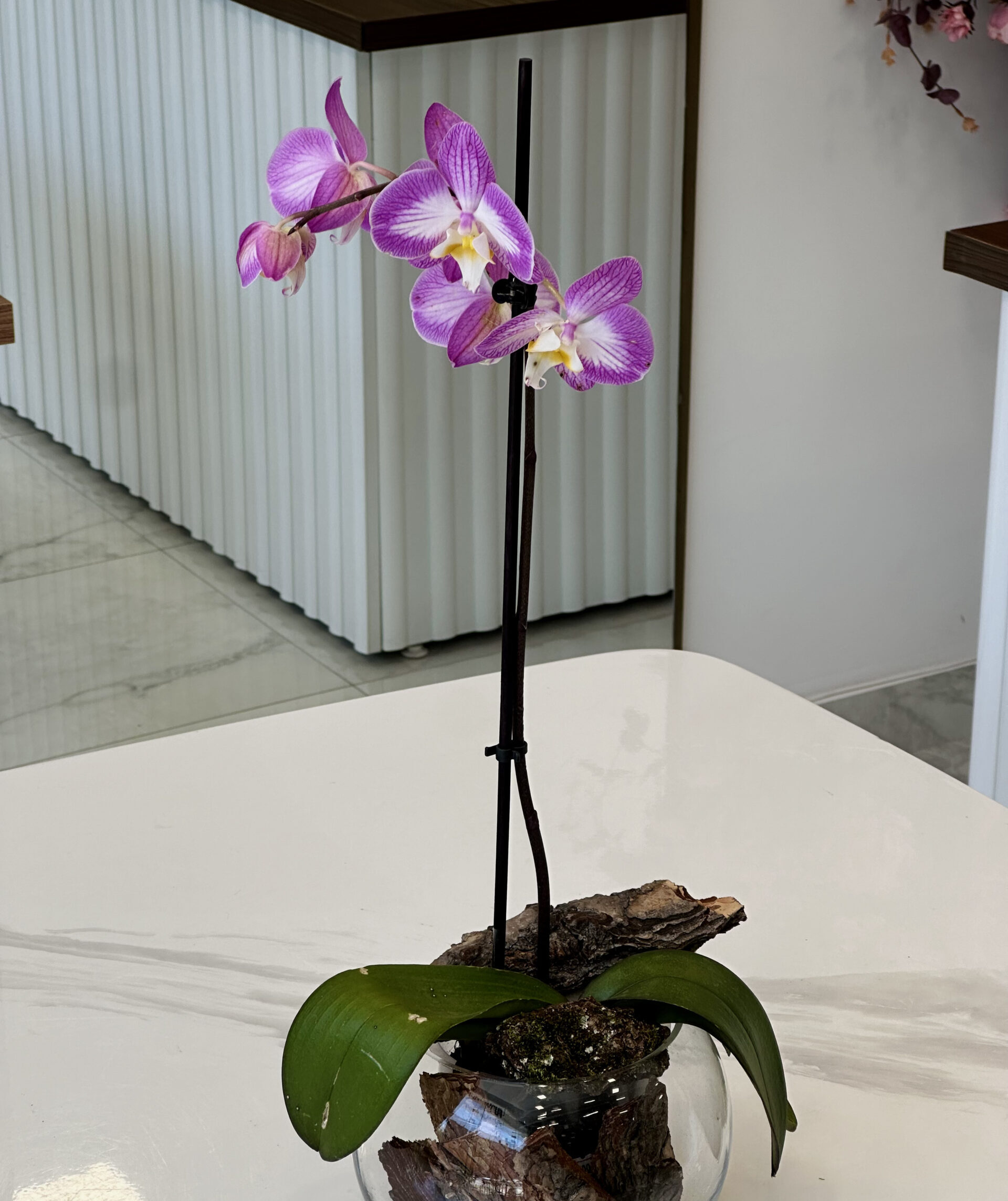 Orchid Phalaenopsis - Image 2