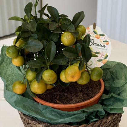 Calamondin (citrus)