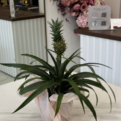 Ананас (Ananas comosus)