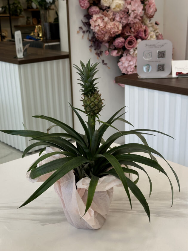 Ананас (Ananas comosus)