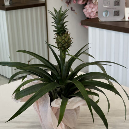 Արքայախնձոր (Ananas comosus)