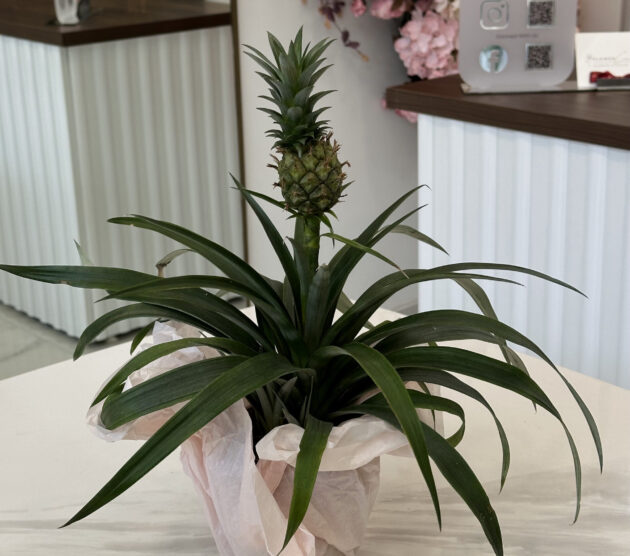 Արքայախնձոր (Ananas comosus)