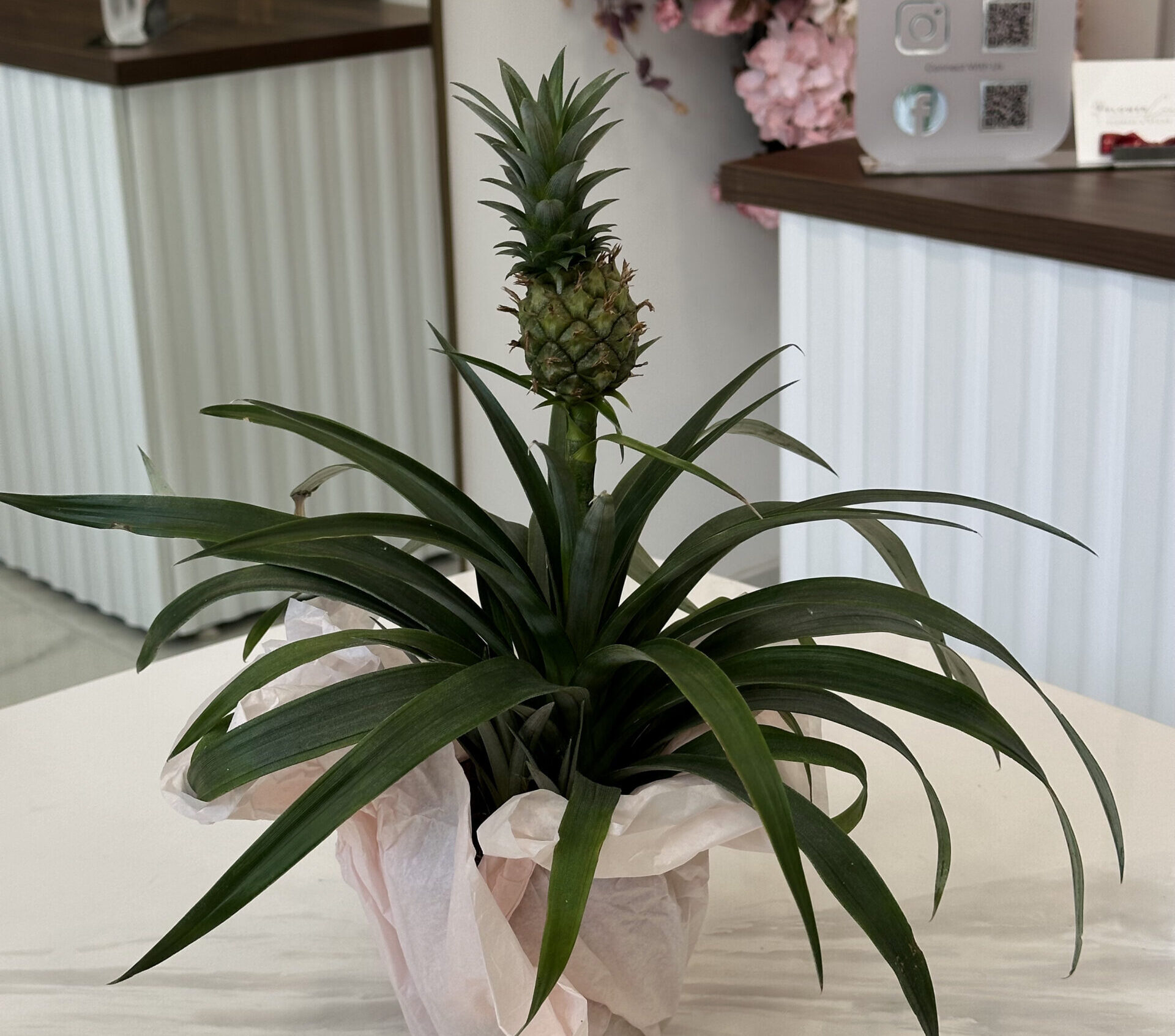 Արքայախնձոր (Ananas comosus)