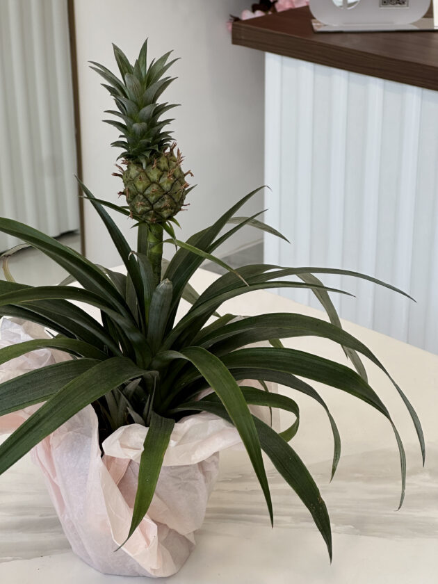 Արքայախնձոր (Ananas comosus) - Image 2