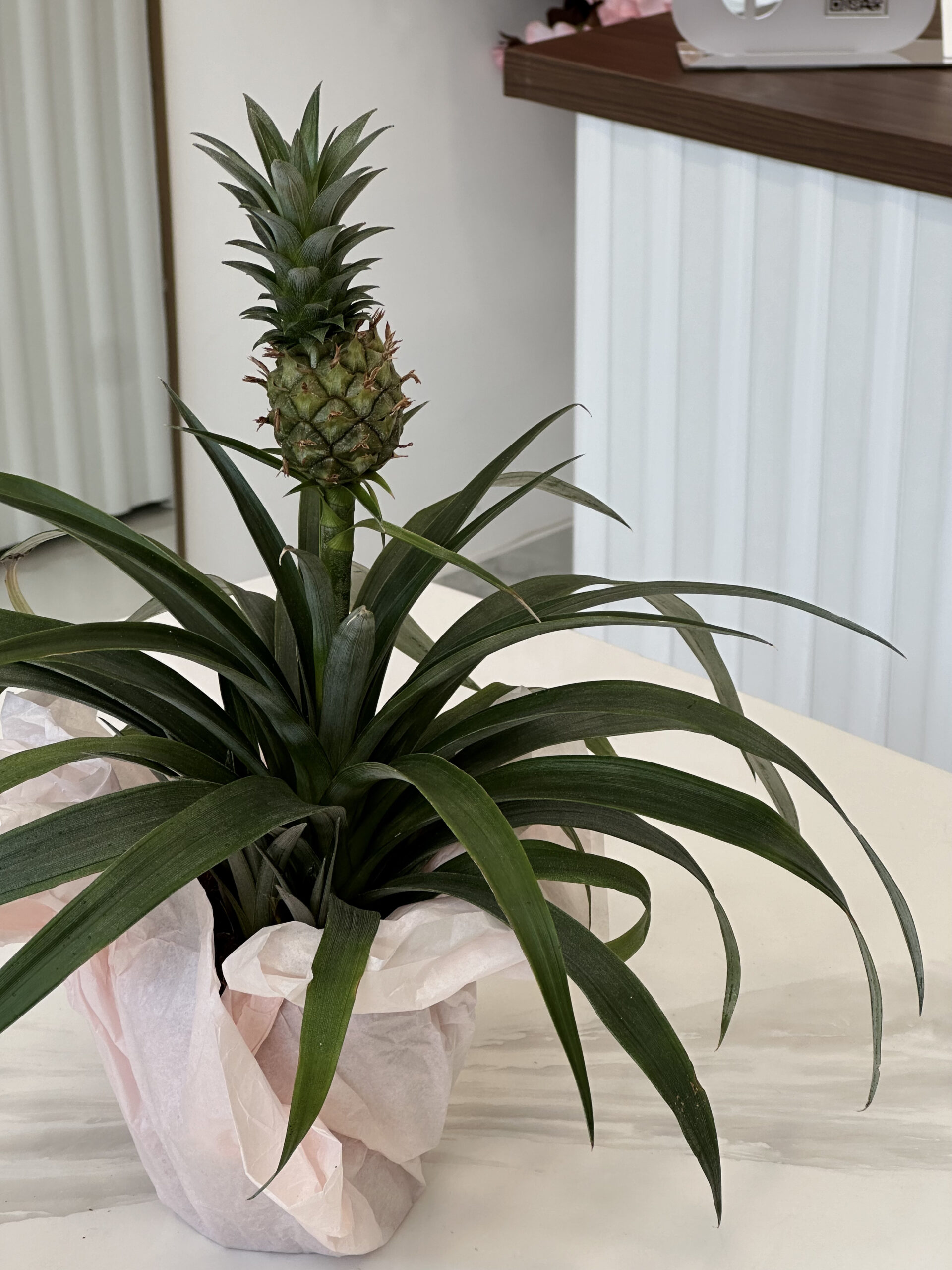 Արքայախնձոր (Ananas comosus) - Image 2