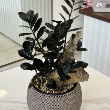 Zamioculcas