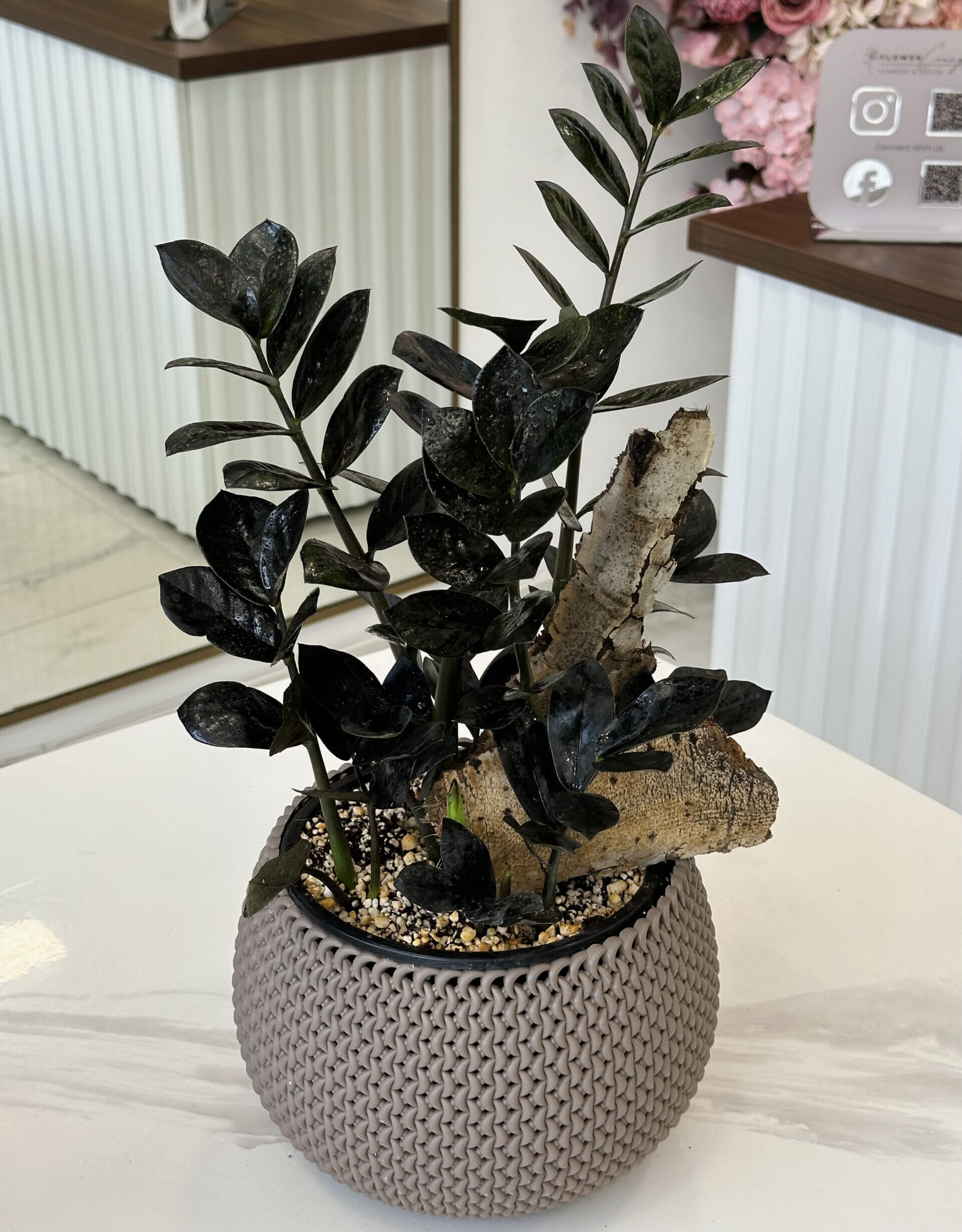 Zamioculcas