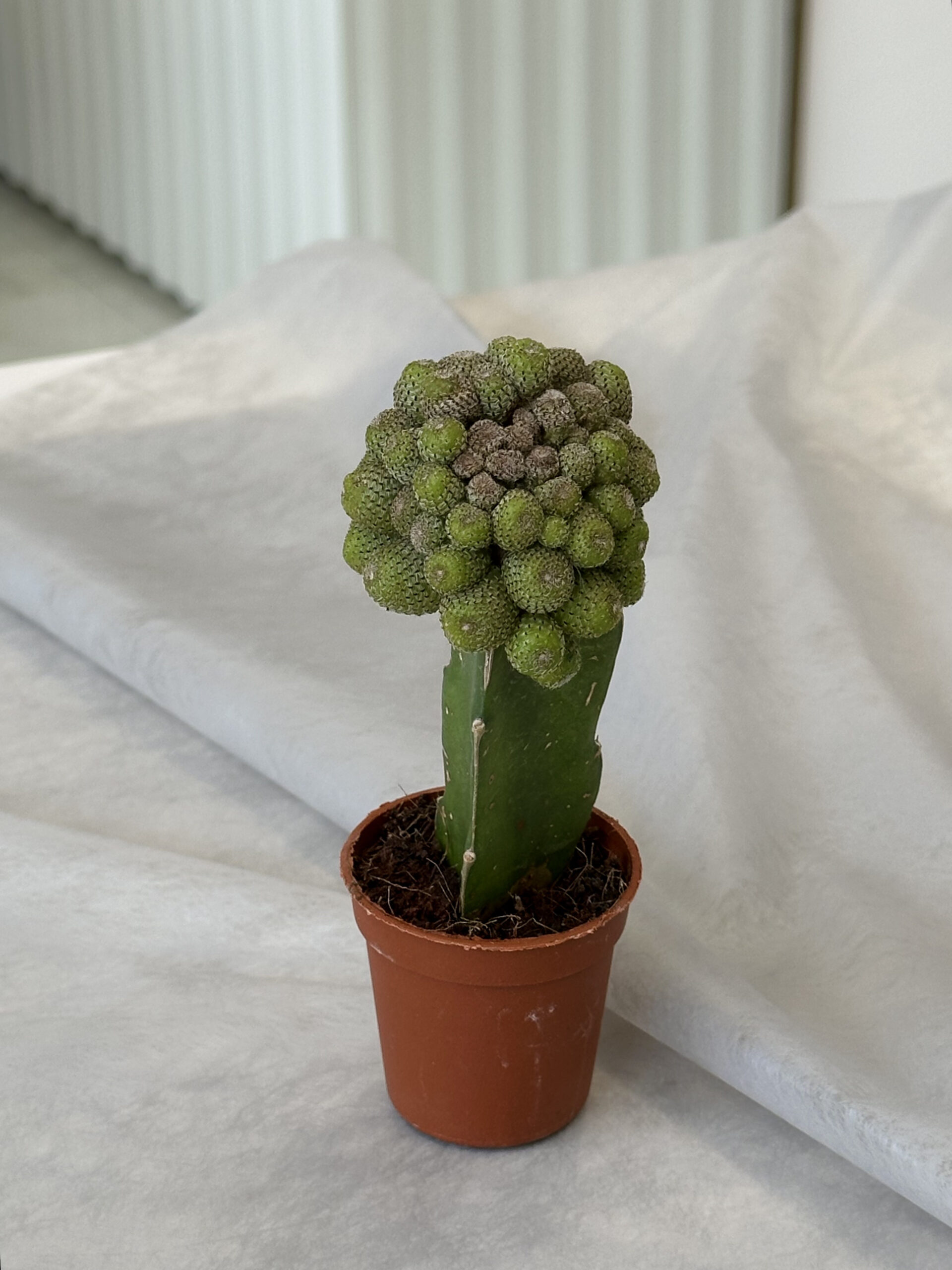 Cactus “Mammillaria elongata” - Image 3