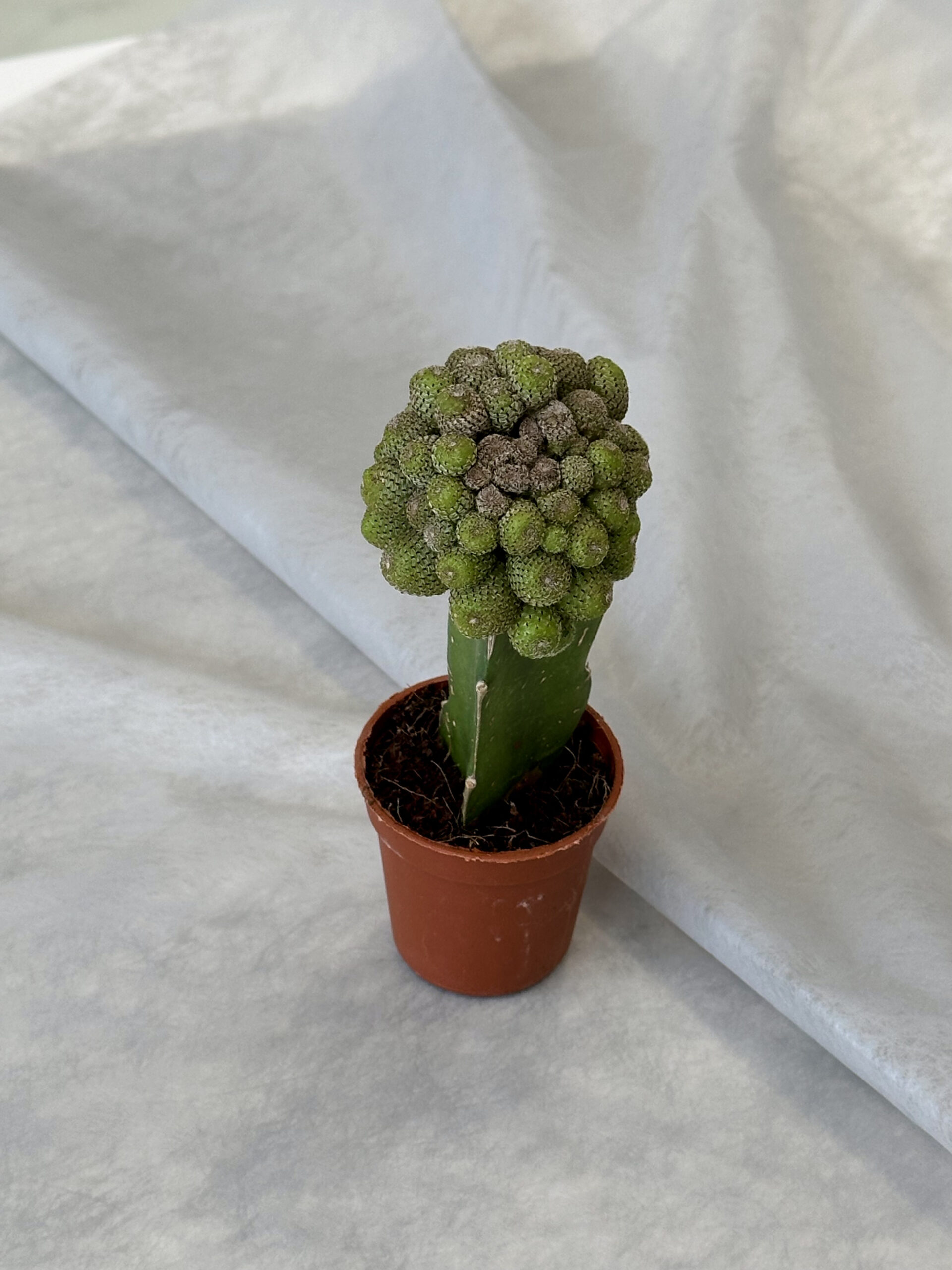 Cactus “Mammillaria elongata” - Image 2