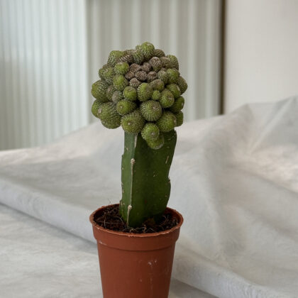 Cactus “Mammillaria elongata”