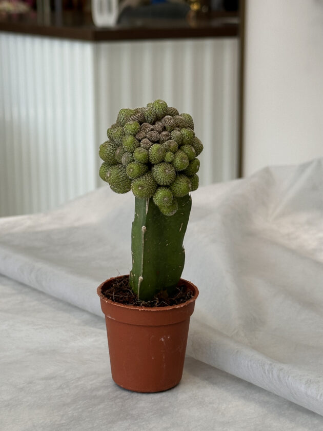 Cactus “Mammillaria elongata”