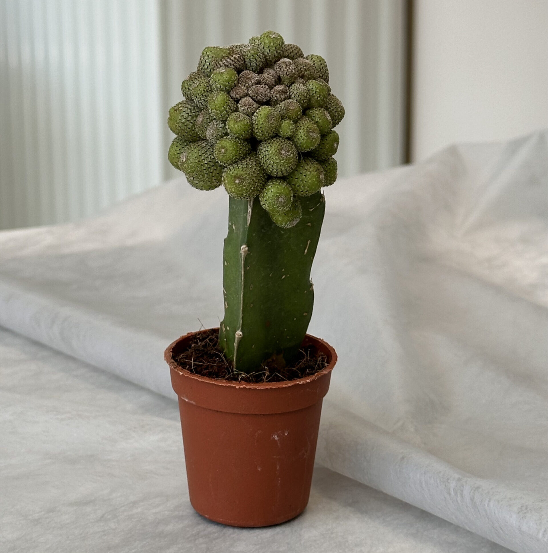 Cactus “Mammillaria elongata”