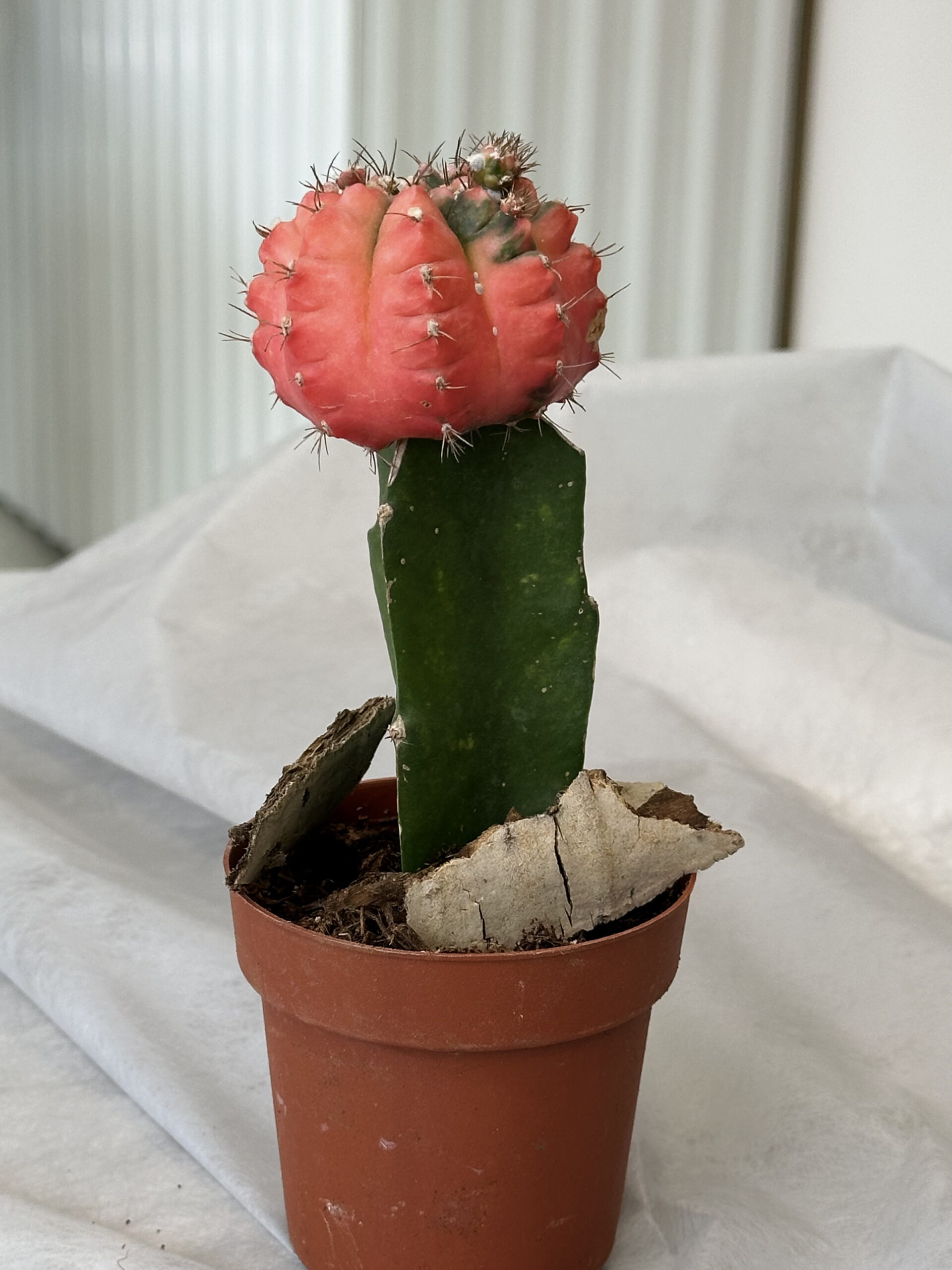 Cactus “Gymnocalycium Mikhanovichi” - Image 2