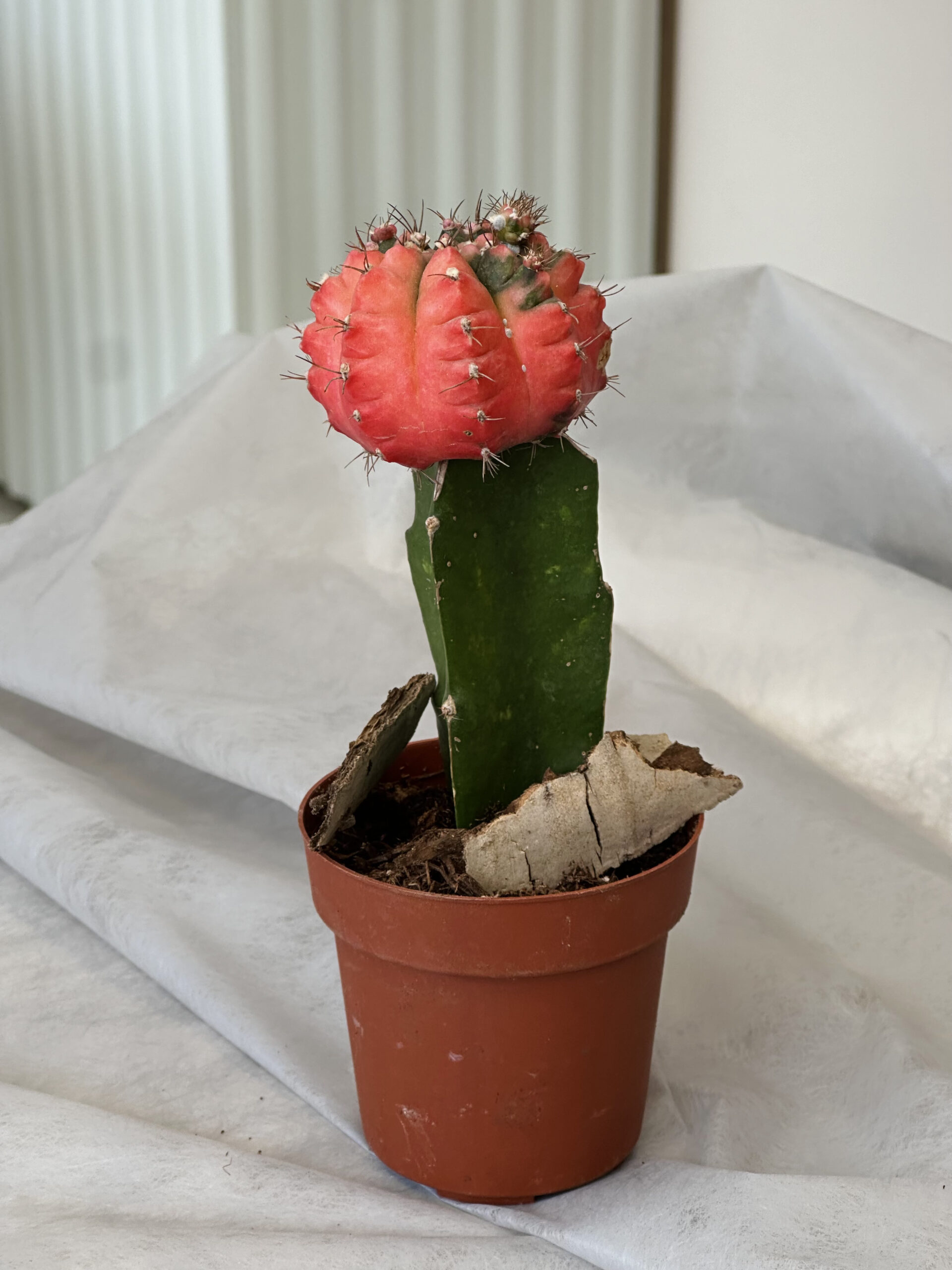 Cactus “Gymnocalycium Mikhanovichi”