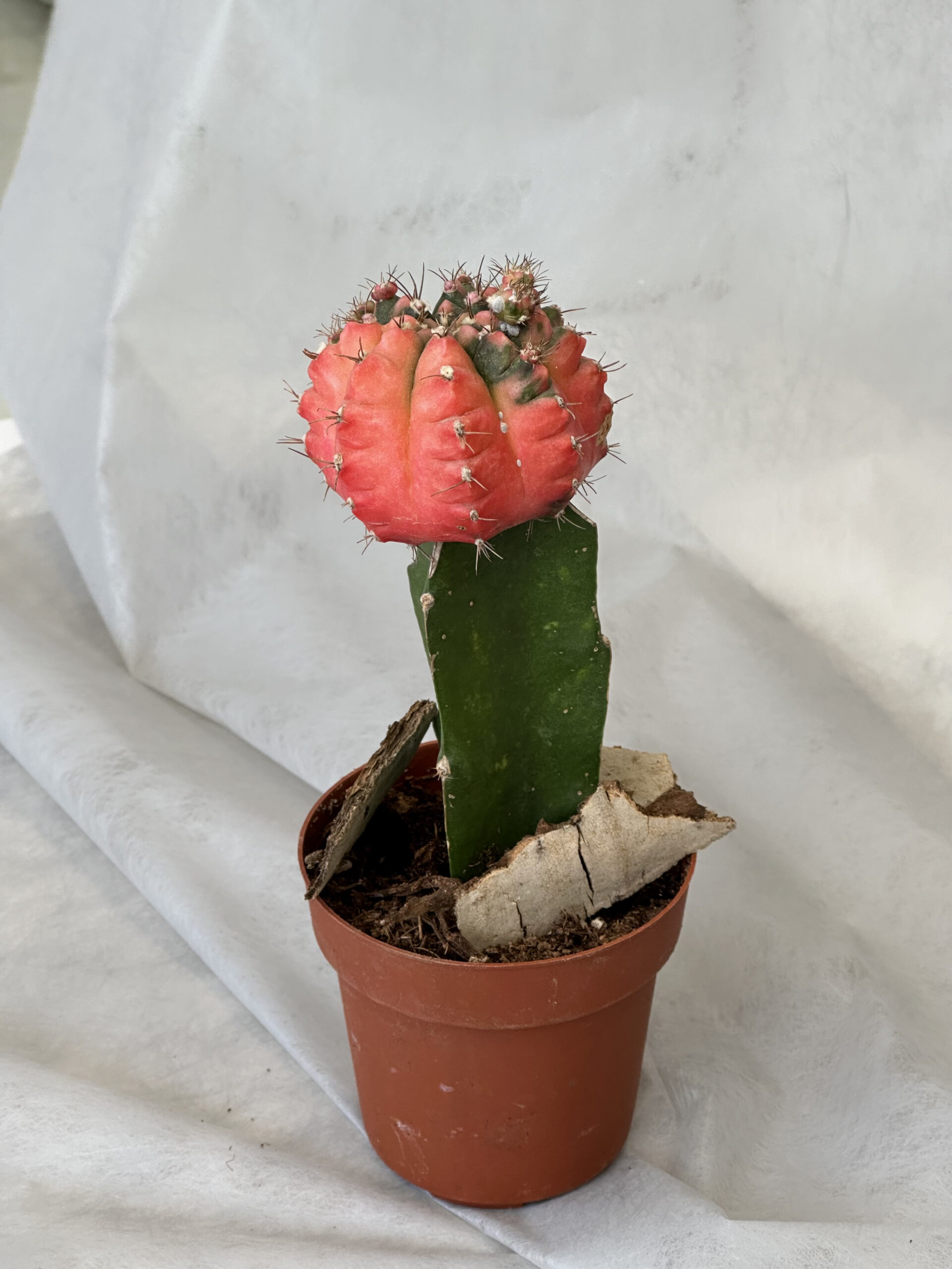 Cactus “Gymnocalycium Mikhanovichi” - Image 3