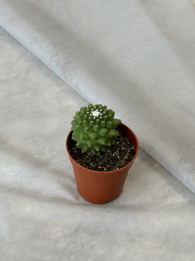Cactus “Mammillaria polythele” - Image 2