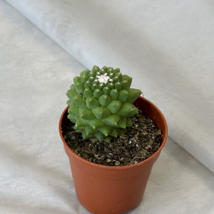 Cactus “Mammillaria polythele”