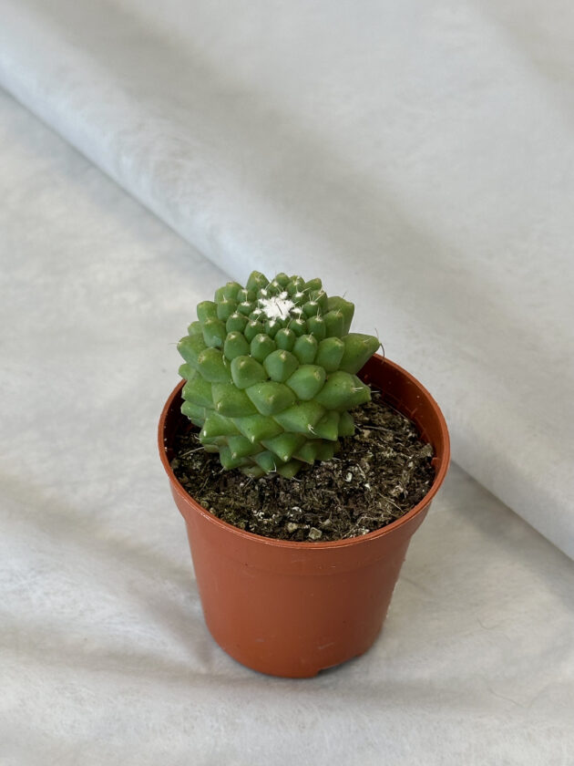 Cactus “Mammillaria polythele”