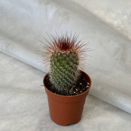 Կակտուս «Mammillaria spinosissima»