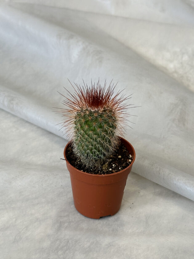 Կակտուս «Mammillaria spinosissima» - Image 2