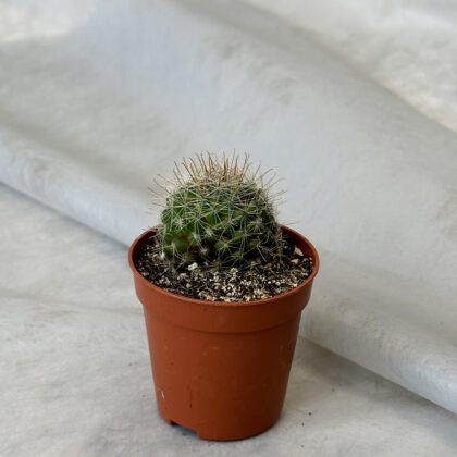 Cactus “Mammillaria zeilmanniana”