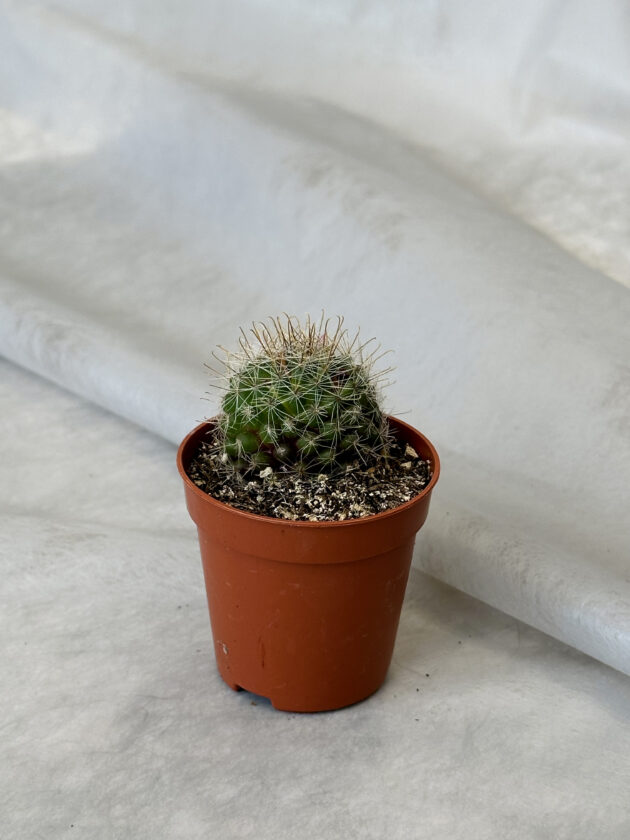 Cactus “Mammillaria zeilmanniana”