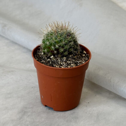 Կակտուս «Mammillaria zeilmanniana»