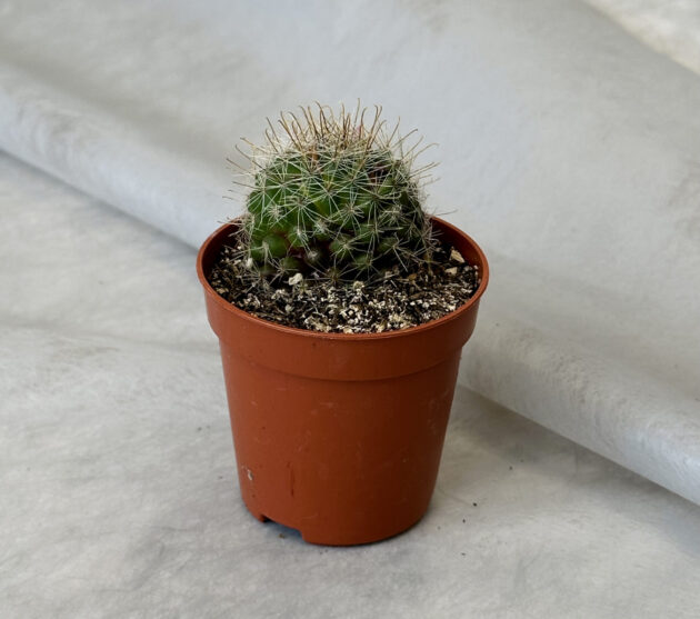 Կակտուս «Mammillaria zeilmanniana»