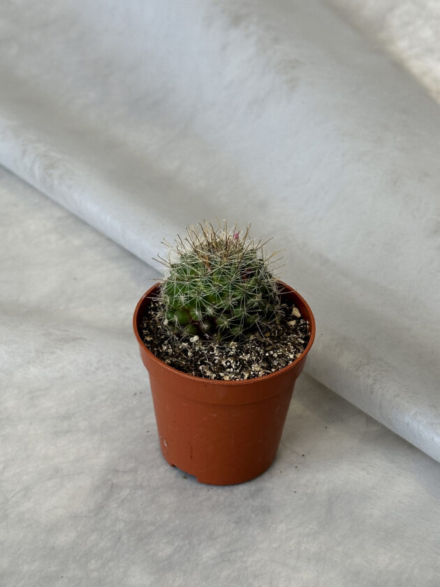 Կակտուս «Mammillaria zeilmanniana» - Image 2