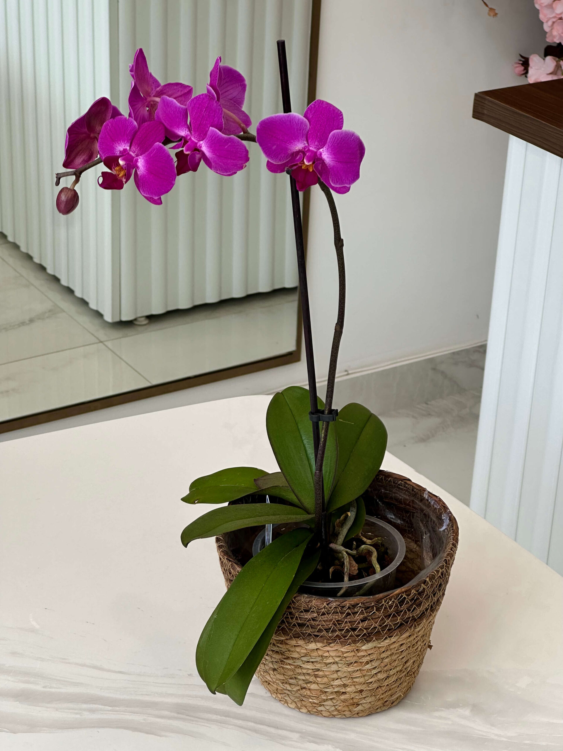 Orchid Phalaenopsis - Image 3